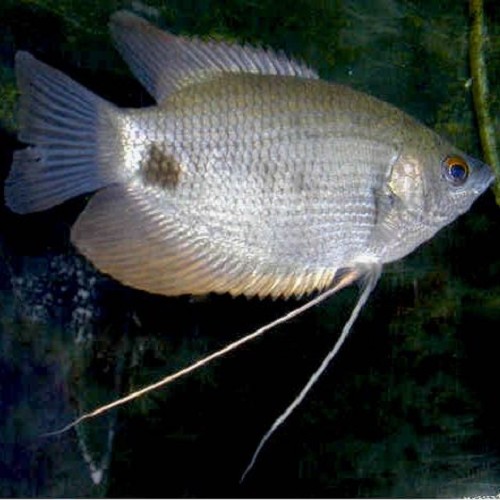 Osphr.goramy   Reuzegourami 6-7 cm